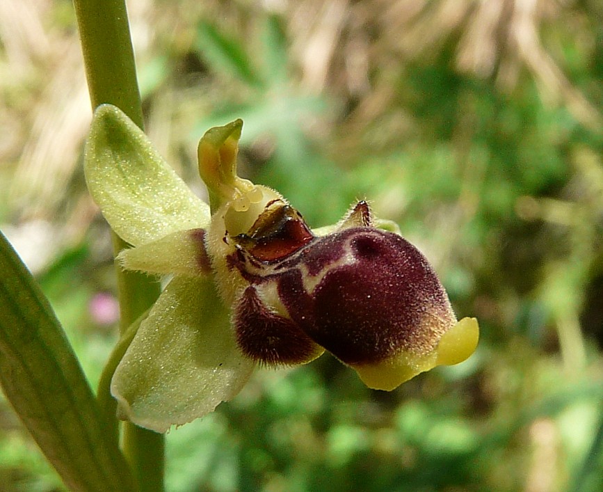 Ophrys scolopax